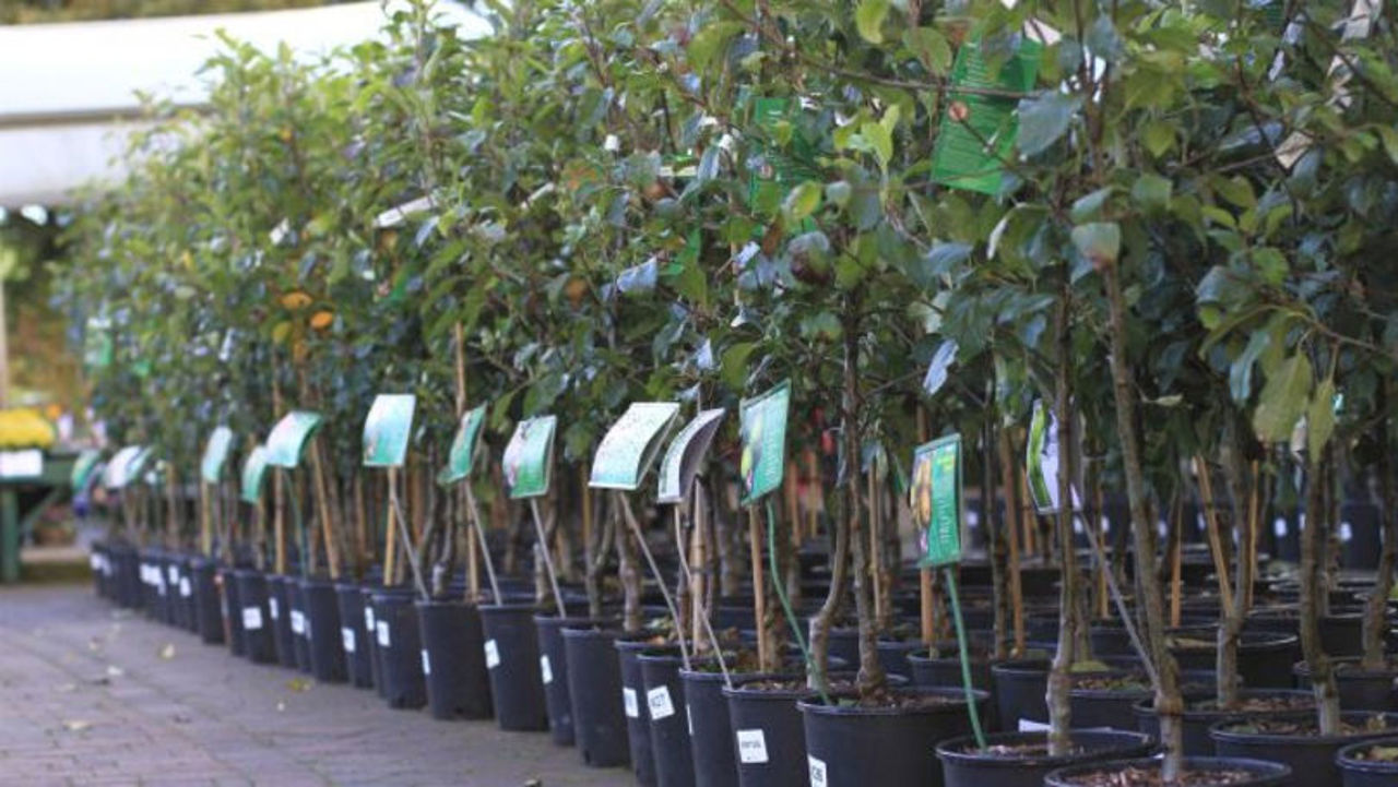 Sezonul de plantare a puieților este în plină desfășurare. Pomicultorii spun că prețurile au crescut cu 50 la sută