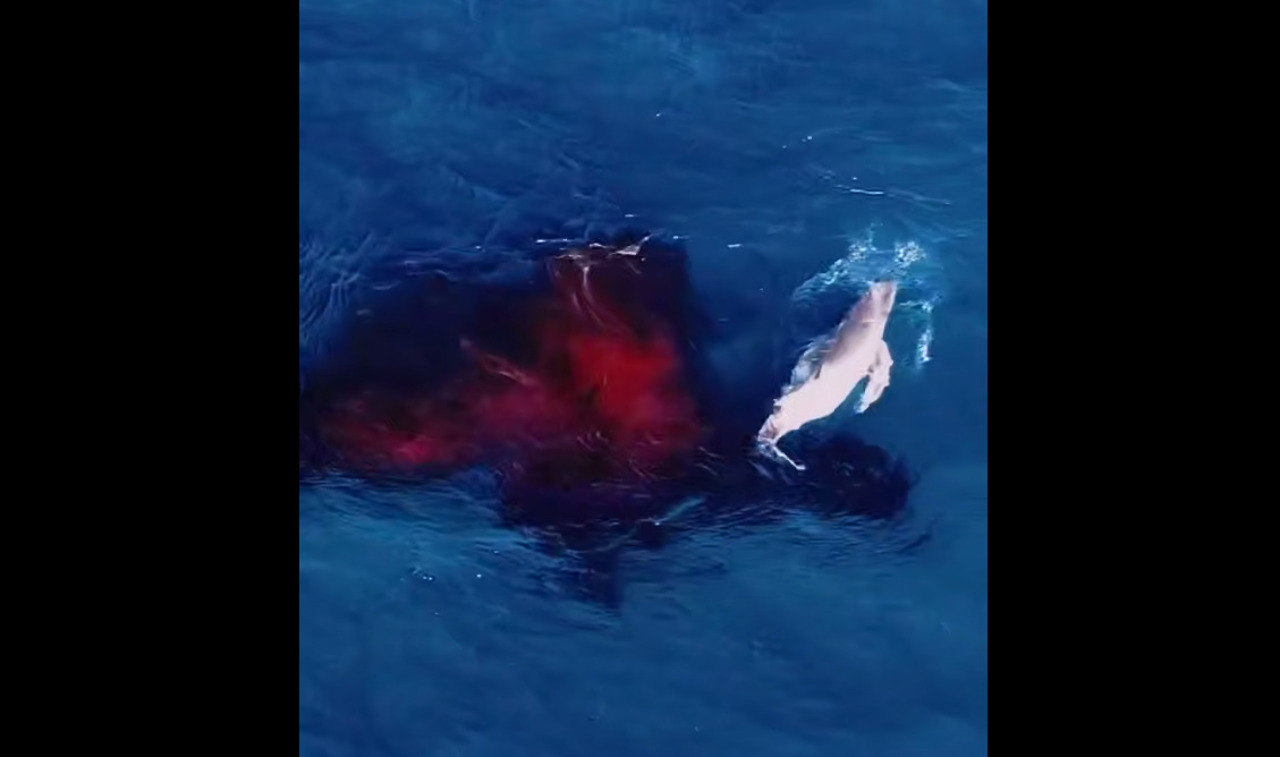 Imagini spectaculoase din Australia: O dronă a filmat nașterea unei balene și primul ei inspir