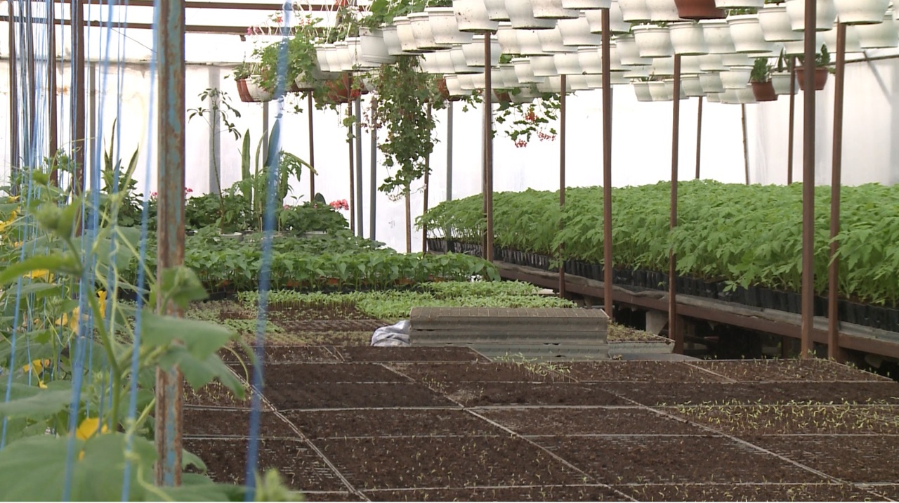 Tradiție și muncă: povestea familiei Caraman, care cultivă legume de aproape trei decenii