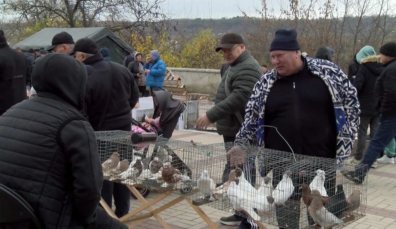 Expoziție-târg cu păsări și animale mici, găzduită de Cetatea Soroca. Porumbeii au fost în centrul atenției 