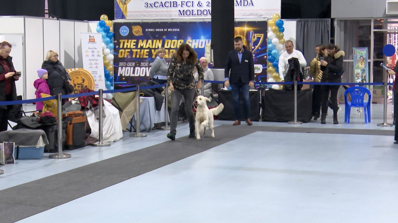 Parade of the most beautiful dogs: international exhibition organized in Chisinau