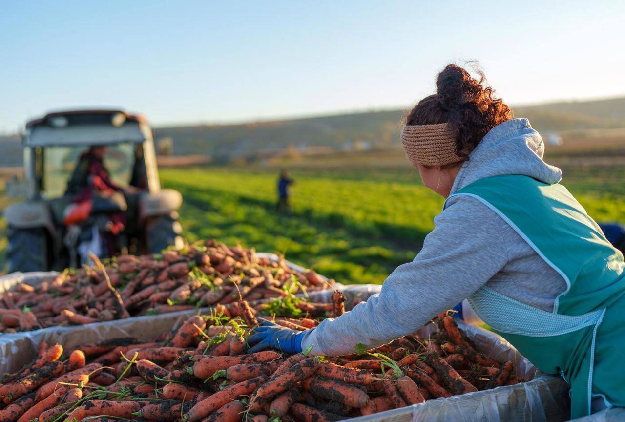 Schimbări de organizare în agricultură. Grupurile de producători vor fi înlocuite cu organizații de producători