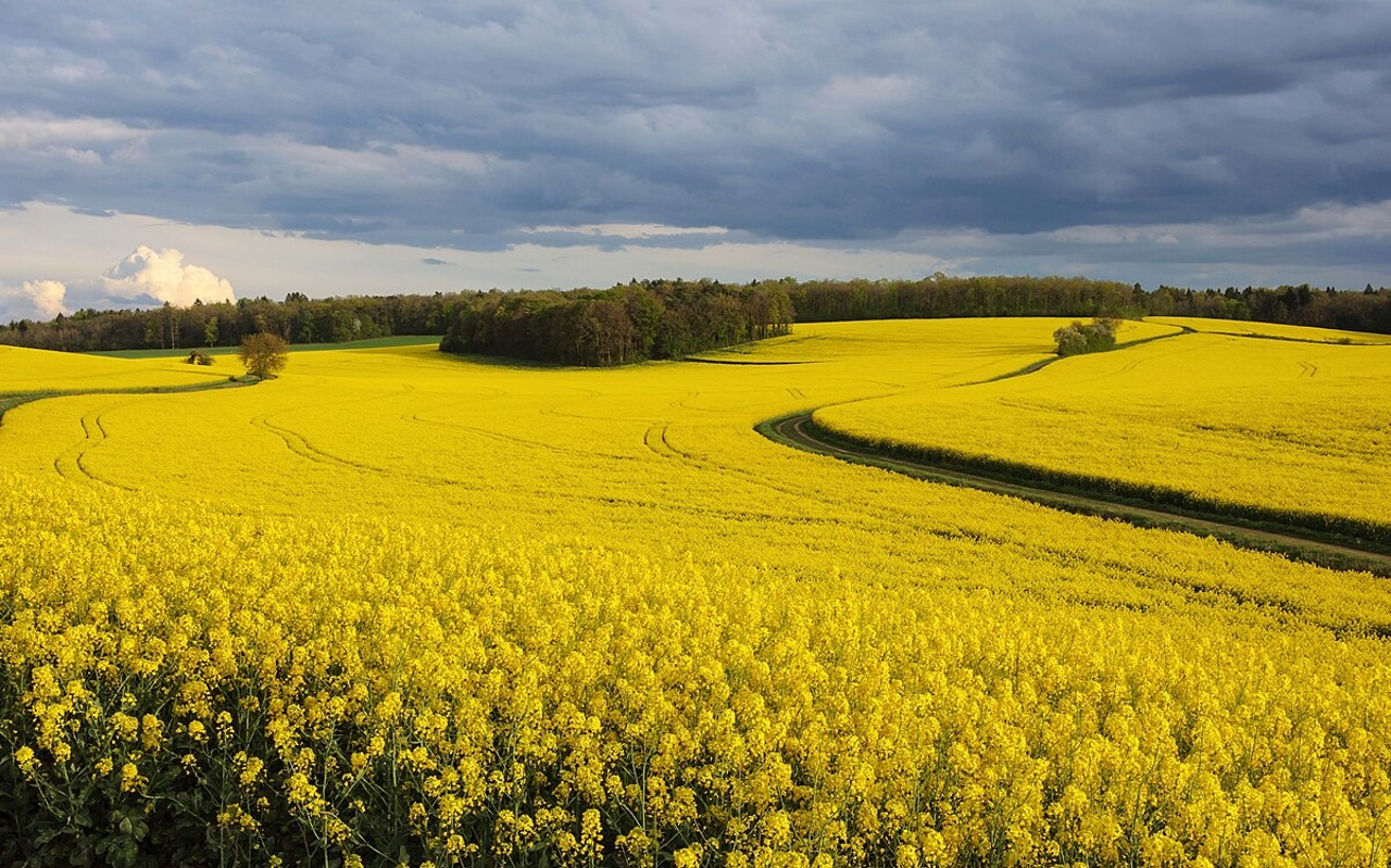 Moldova is still a major rapeseed exporter, experts
