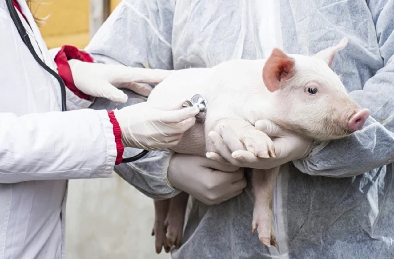 Control measures introduced after swine fever case in Parcani