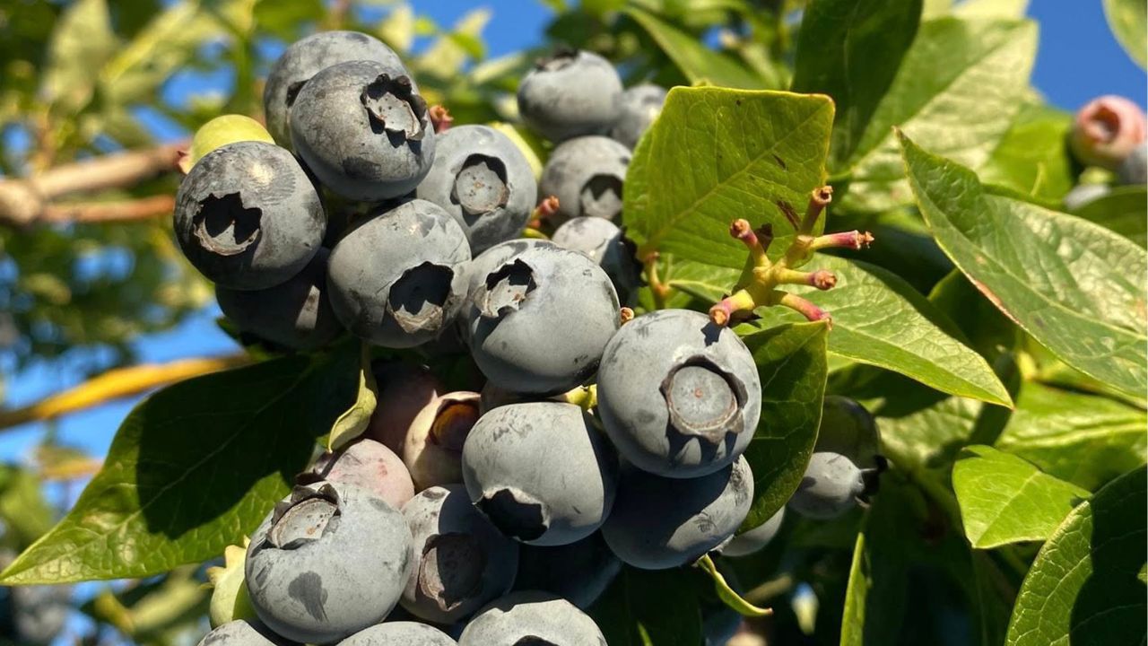 Berries now more popular than strawberries in Moldova
