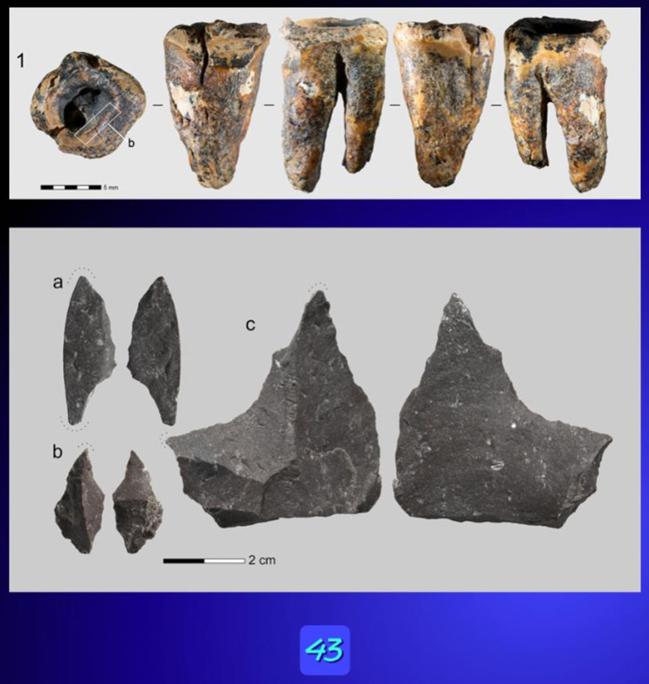 Descoperire surprinzătoare: Neanderthalienii își tratau dinții cu burghie din piatră 