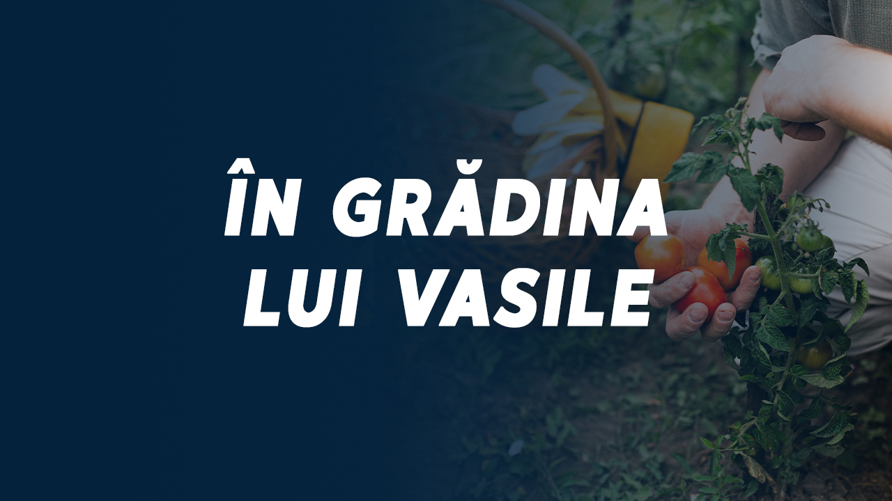 „ÎN GRĂDINA LUI VASILE”// 27 07 2024 * Realizator Vasile Mija/ Anatolie și Sergiu Prisăcari, pasionați de creșterea legumelor