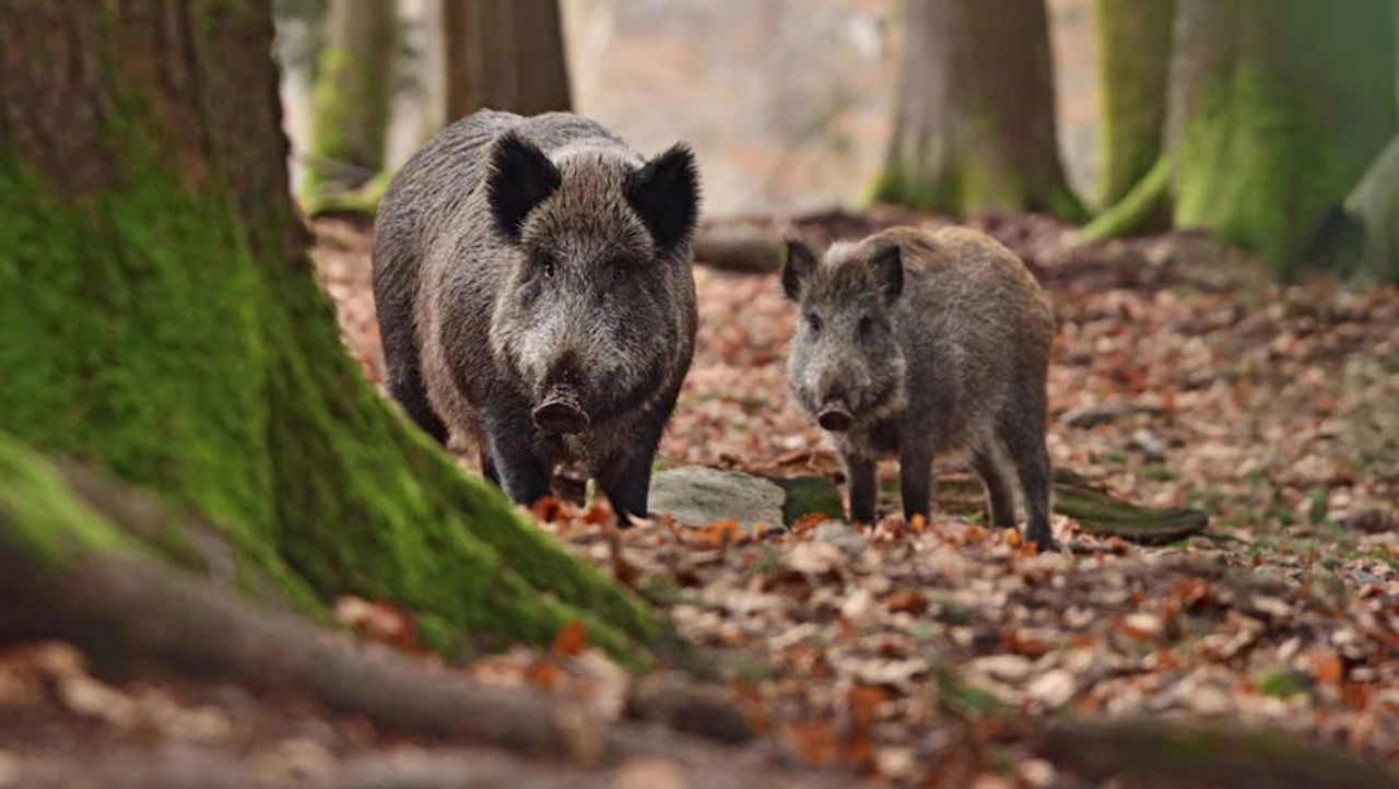Producătorii avertizează asupra riscului de răspândire a pestei porcine din cauza sistării vânătorii de mistreți