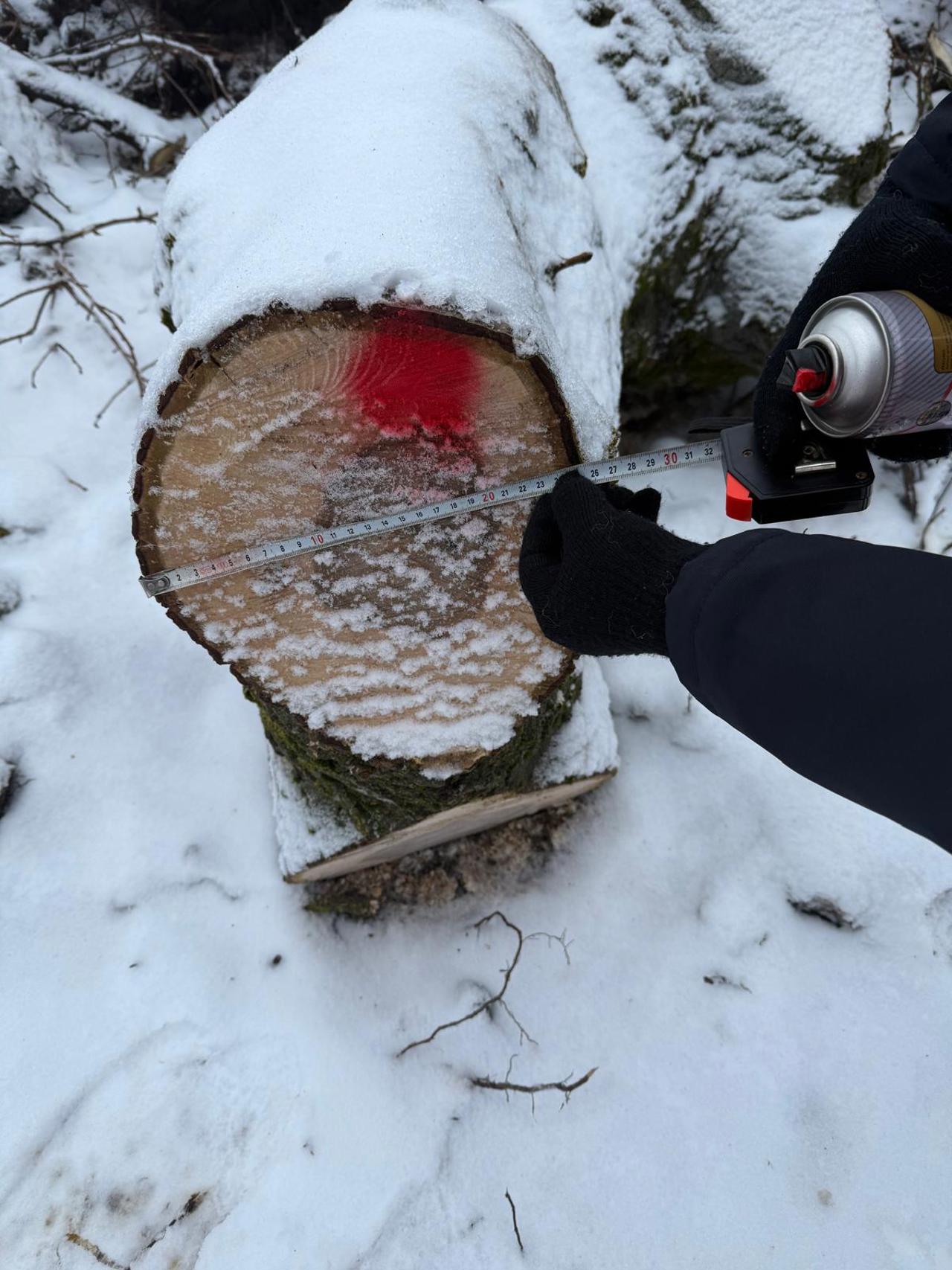 Zeci de arbori, tăiați ilegal la Mihălășeni: Autoritățile anunță măsuri mai dure pentru protecția mediului