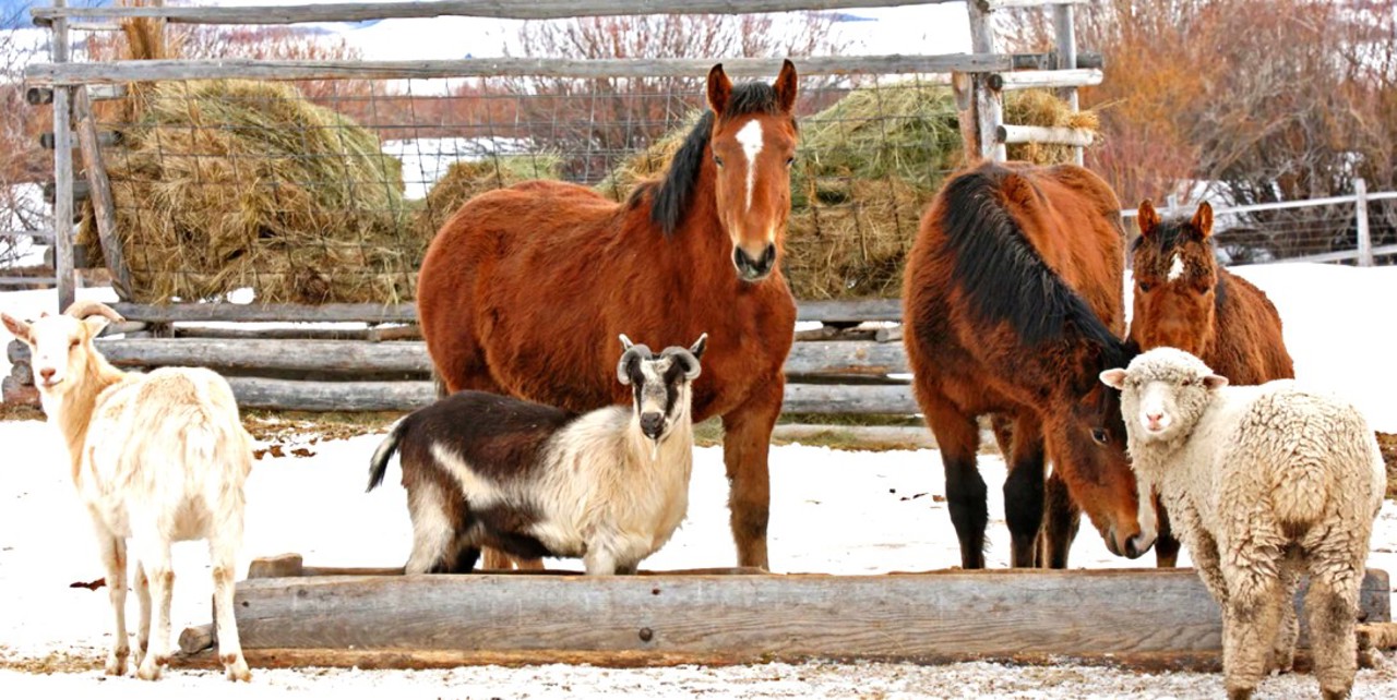 Temperaturile scăzute pun în pericol sănătatea animalelor: Recomandările ANSA