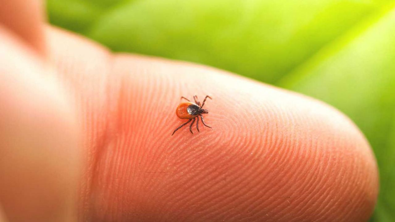 Lyme disease cases down in 2025. ANSP: A significant drop from last year