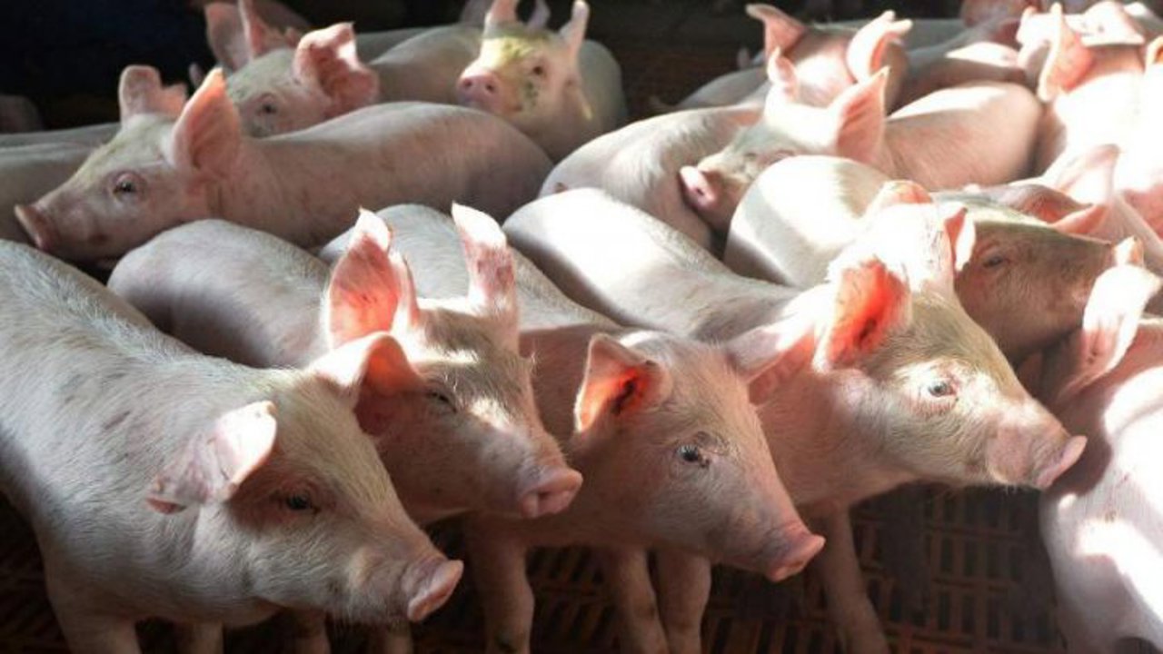 De la începutul anului, au fost sacrificați peste 180 de porci infectați cu pestă porcină africană 
