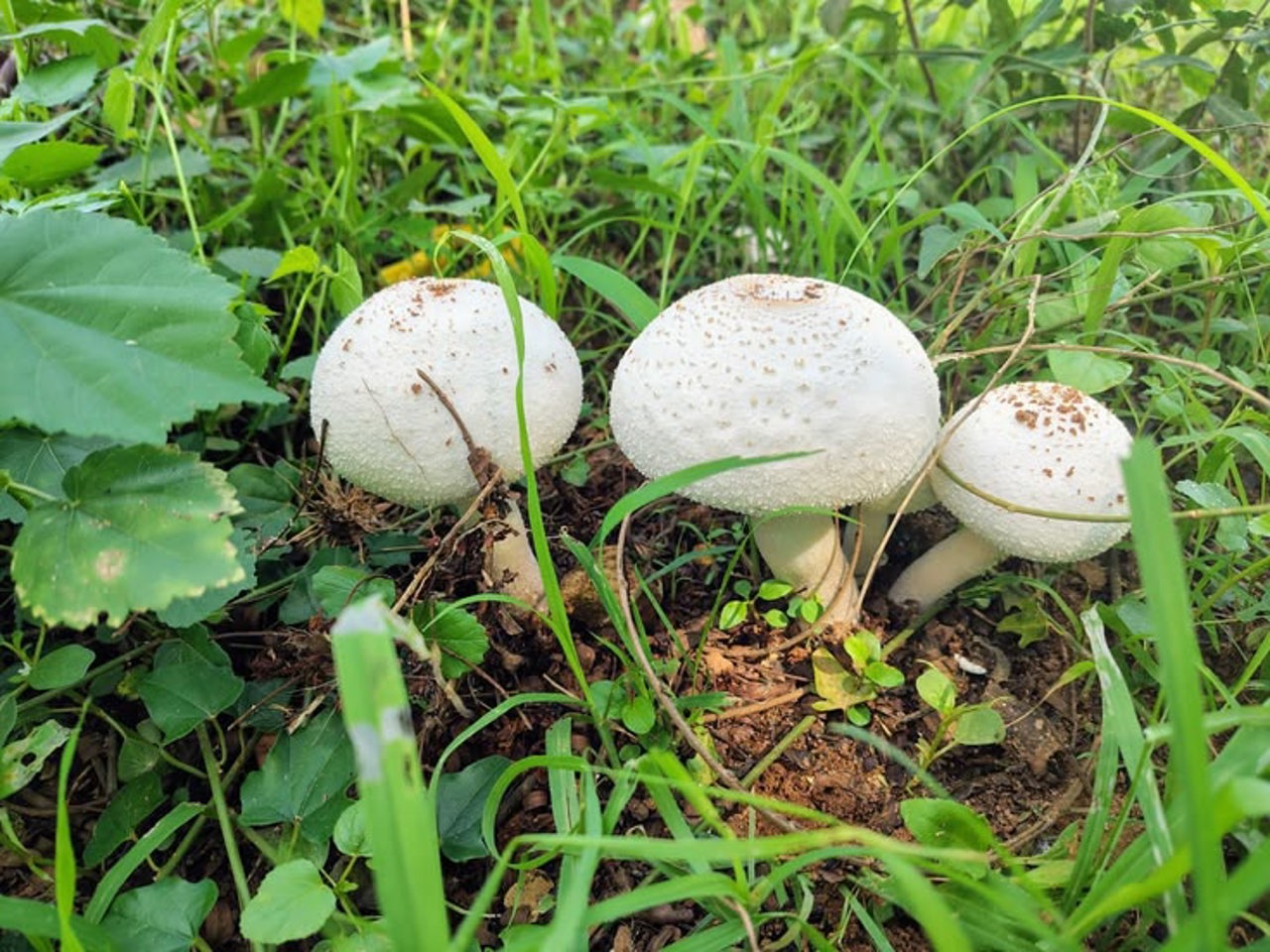 Ciupercile de pădure, risc pentru sănătate. Nici măcar cunoscătorii nu sunt feriți de pericol