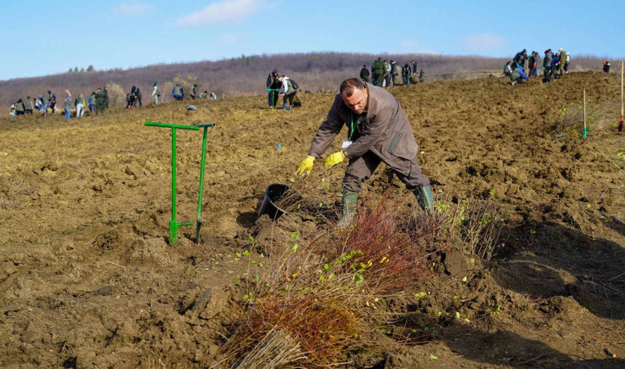 Mobilizarea voluntarilor: 1.2 milioane de puieți, plantați pe 286 ha