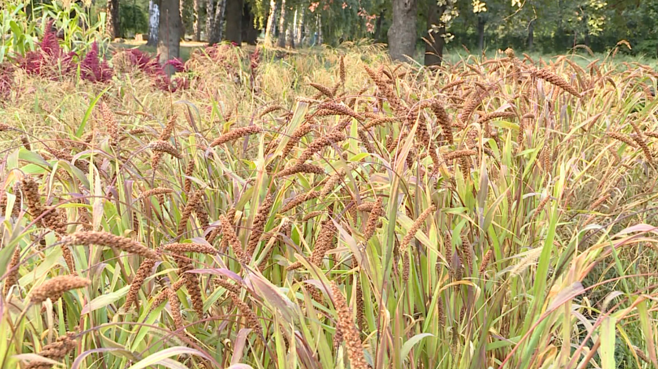 Moldovan researchers seek corn alternatives due to climate change
