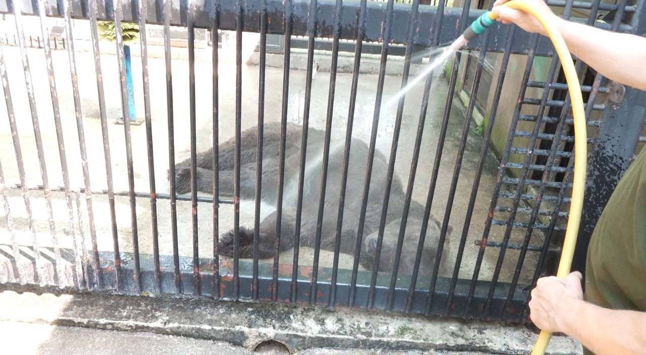 Canicula, o povară pentru animalele de la Grădina Zoologică: Au parte de băi cu apă rece și fructe congelate 