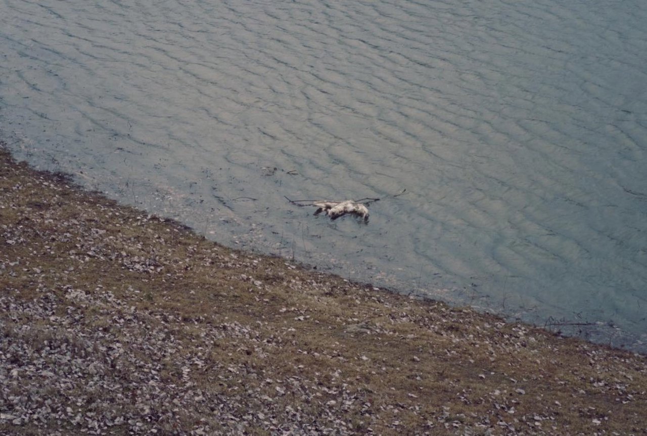НАПБ установило причину гибели птиц на Днестре