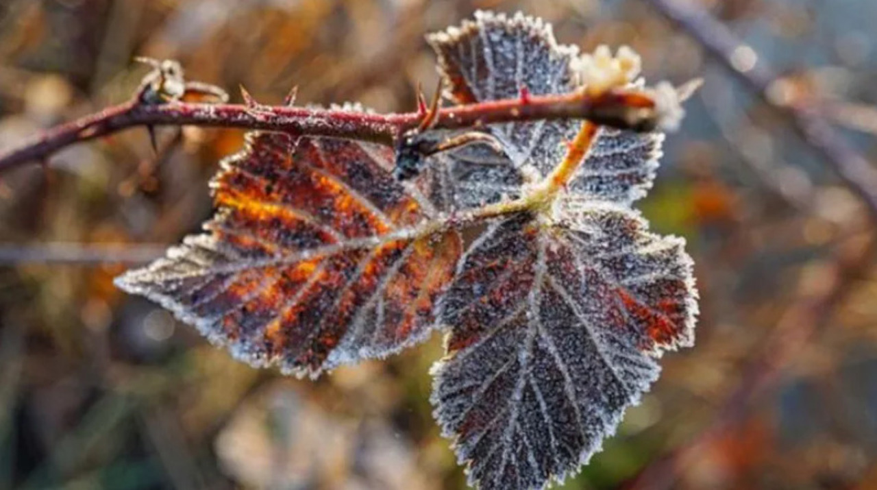 Primele înghețuri izolate din această toamnă, anunțate de meteorologi