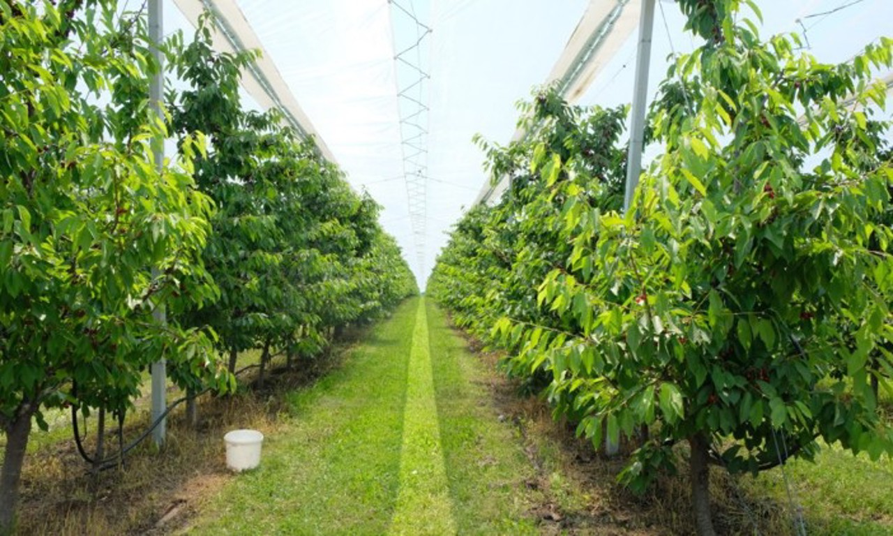 Sprijin financiar pentru cultivatorii de sfeclă de zahăr și proprietarii de livezi, afectați de intemperii