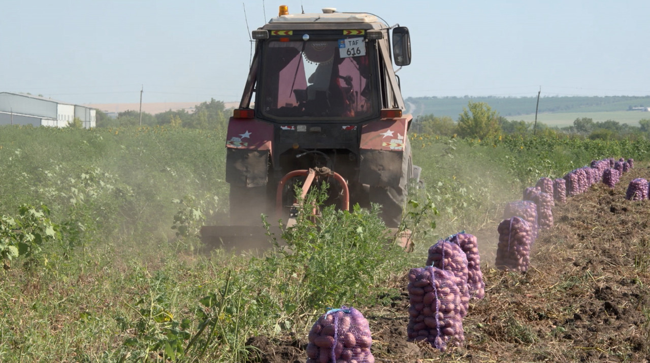 Muncă multă, câștig puțin: cum sunt cultivați cartofii la Criuleni
