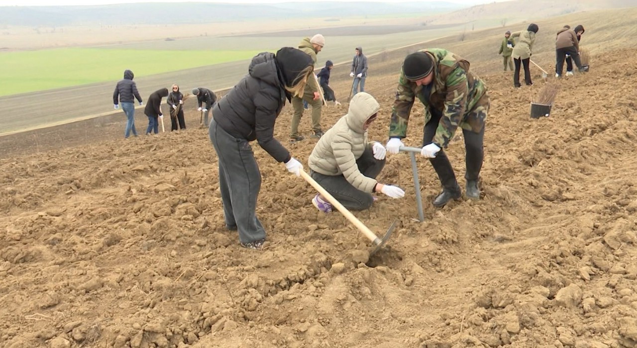 Mai mulți studenți au lăsat pentru o zi cursurile și au mers pe câmp: Au plantat puieți pentru un viitor  verde