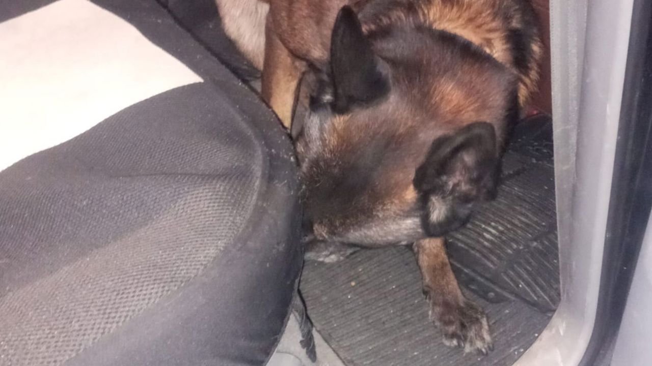 Două cazuri de contrabandă cu țigări, depistate la frontieră cu ajutorul câinilor