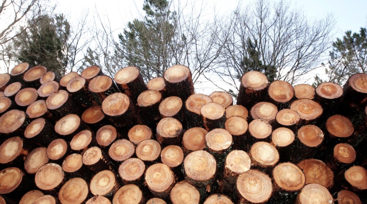 Румыния поставит в Республику Молдова более 20 тысяч кубометров дров. Соглашение было подписано между Moldsilva и Romsilva