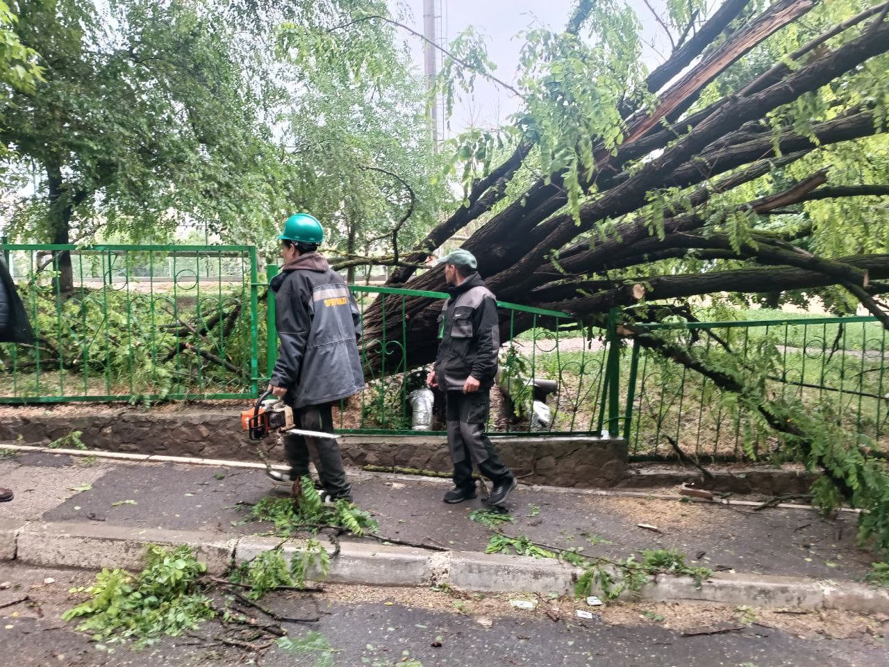 Последствия непогоды в столице: сломанные ветки и поваленные деревья