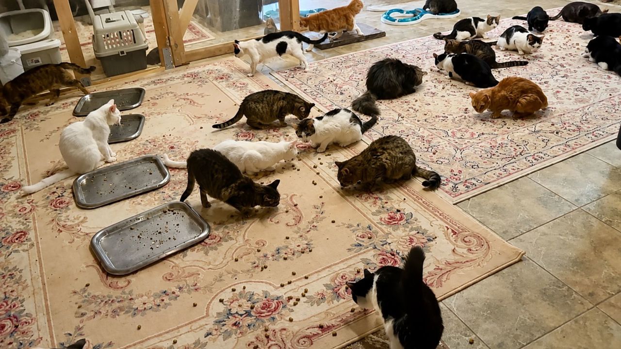 German turns his Moldova home into a cat haven: 'The world would be different if more people had a cat'