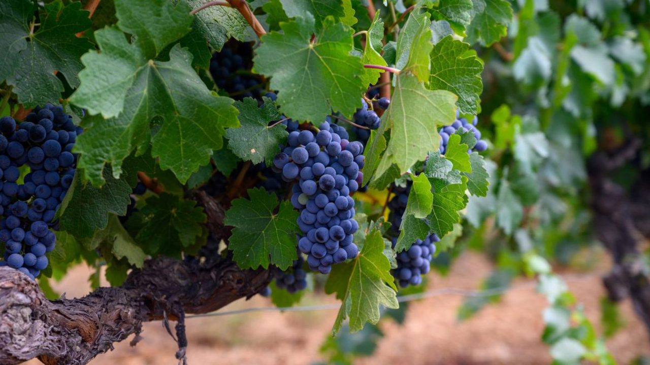 Severe frost threatens Moldovan grape harvests without snow cover