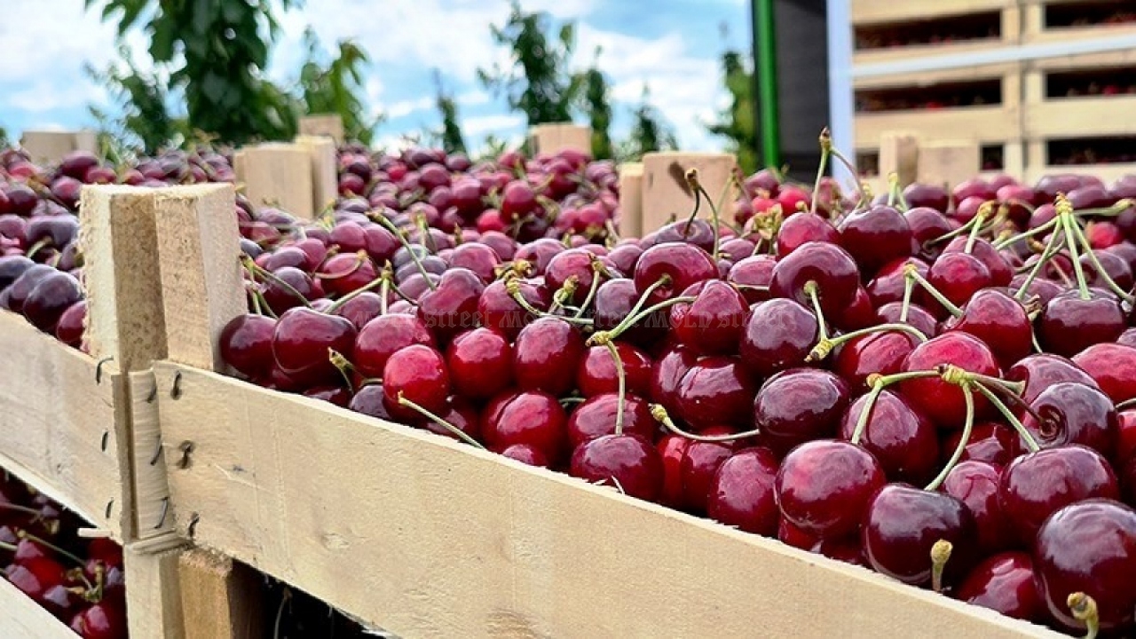 Moldova's Cherry Exports Soar 1,100%