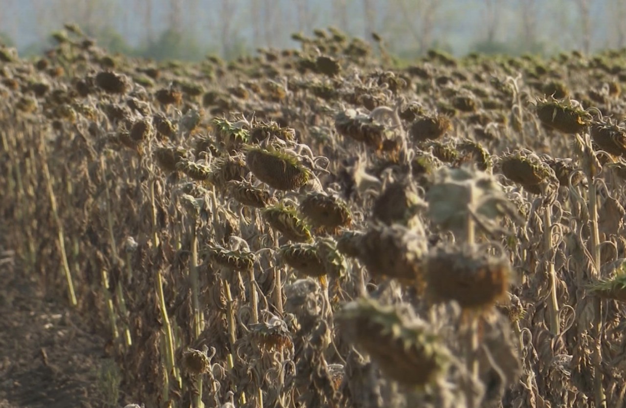 Până la 90% din culturile agricole din raionul Căușeni, compromise din cauza secetei. Autoritățile cer intervenția Guvernului