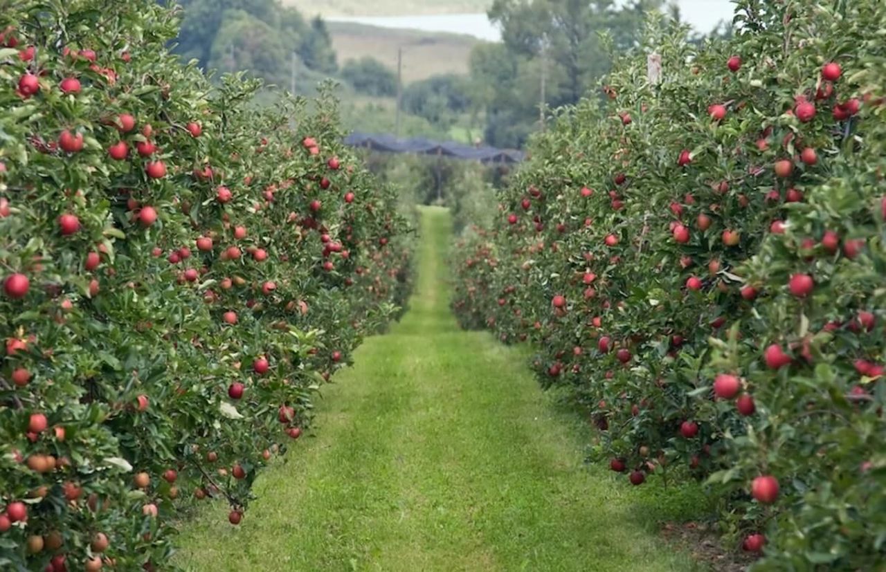 Fruits from the Republic of Moldova gain new markets, despite a difficult agricultural season