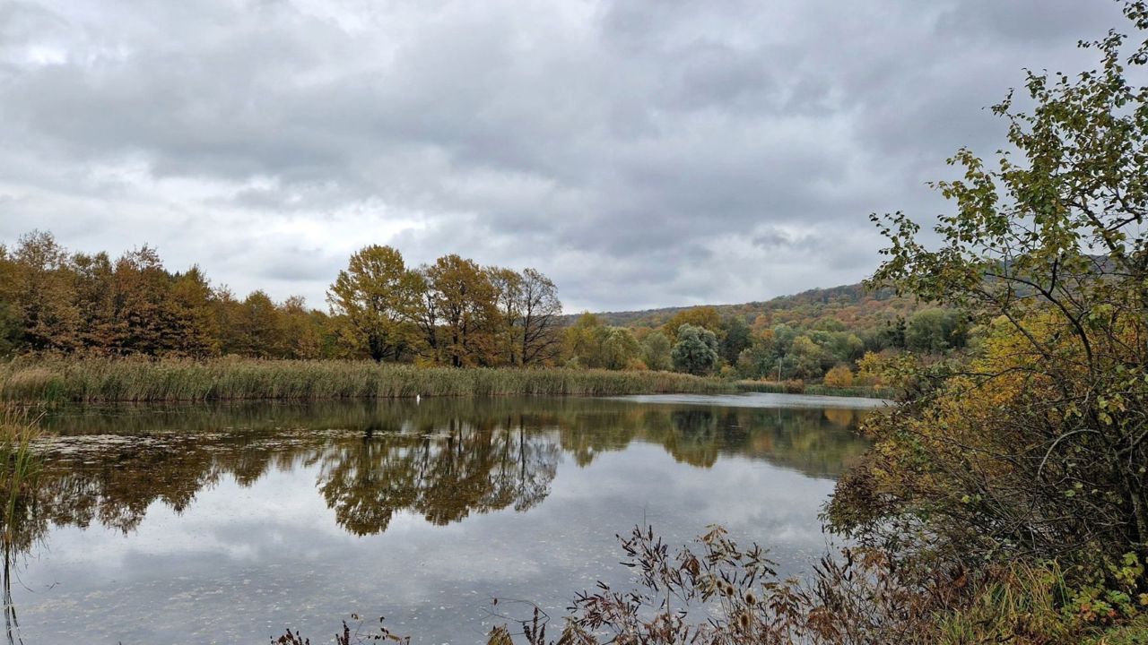 „Plaiul Fagului”: „Un laborator viu de biodiversitate”, cu 151 de specii incluse în Cartea Roșie și 11 tipuri de orhidee