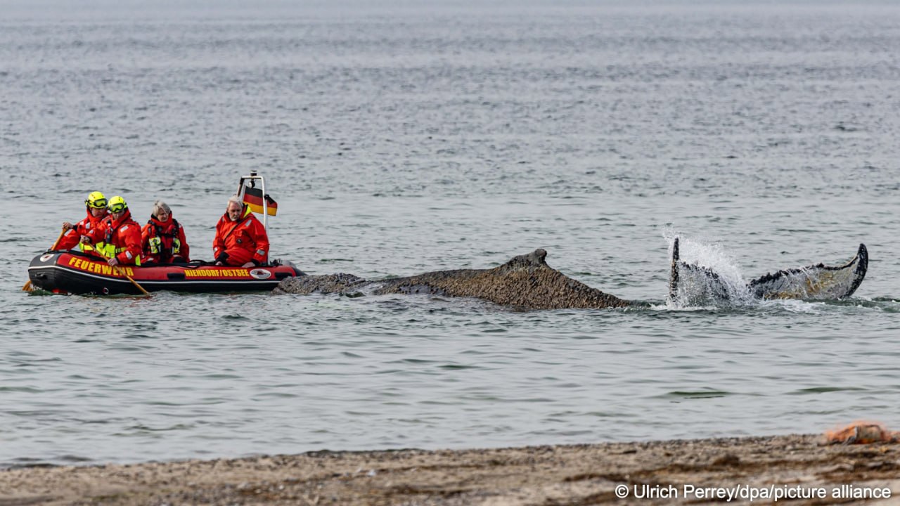 Misiune dificilă în Golful Lübeck: O balenă blocată nu poate fi readusă în larg