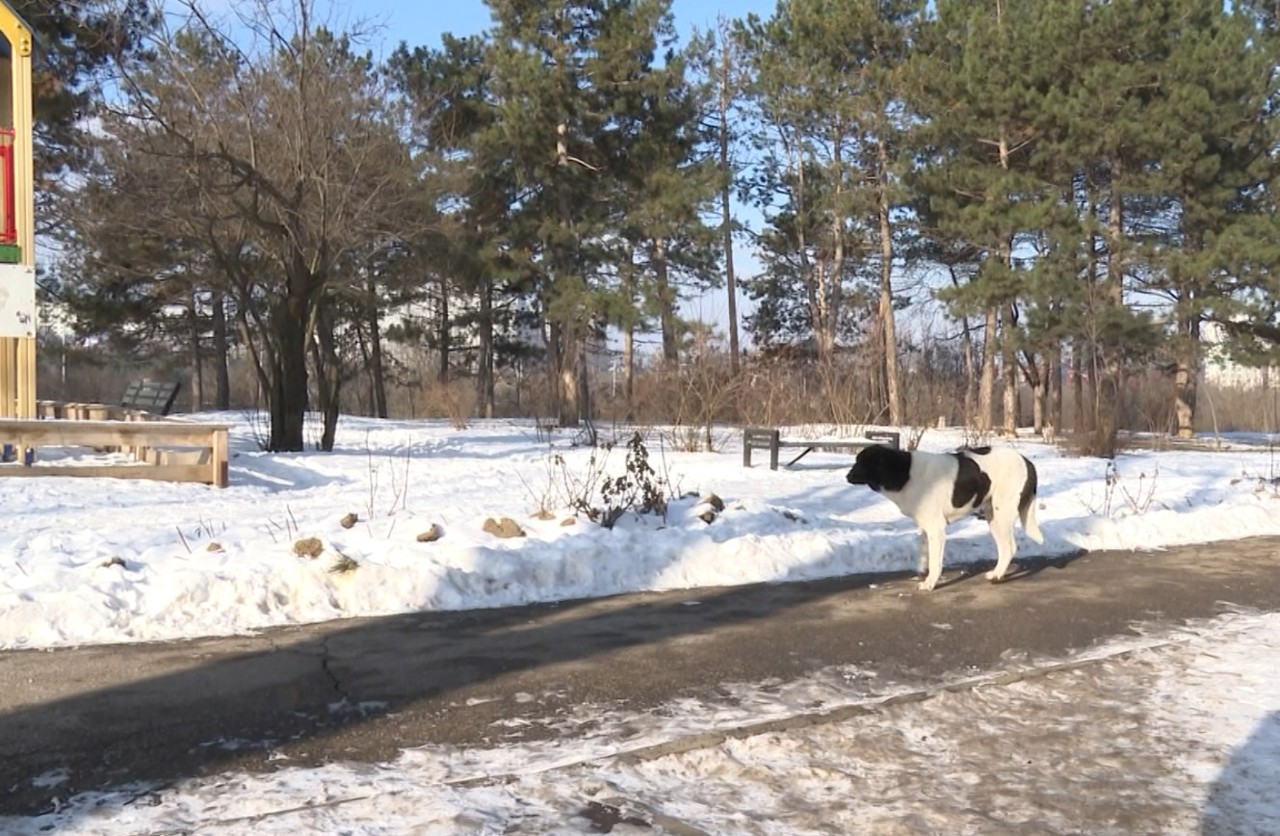 Peste trei mii de chișinăuieni au avut nevoie de vaccin antirabic în 2025, dublu comparativ cu 2024 