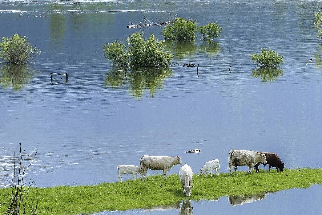 Citizens urged to protect their animals amid flood risk