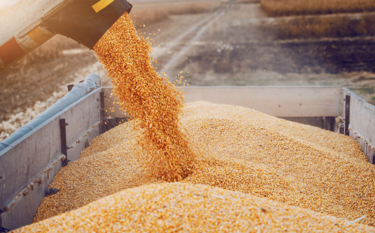 Vot pozitiv în Guvern: importurile de cereale vor fi licențiate până la sfârșitul anului 2024
