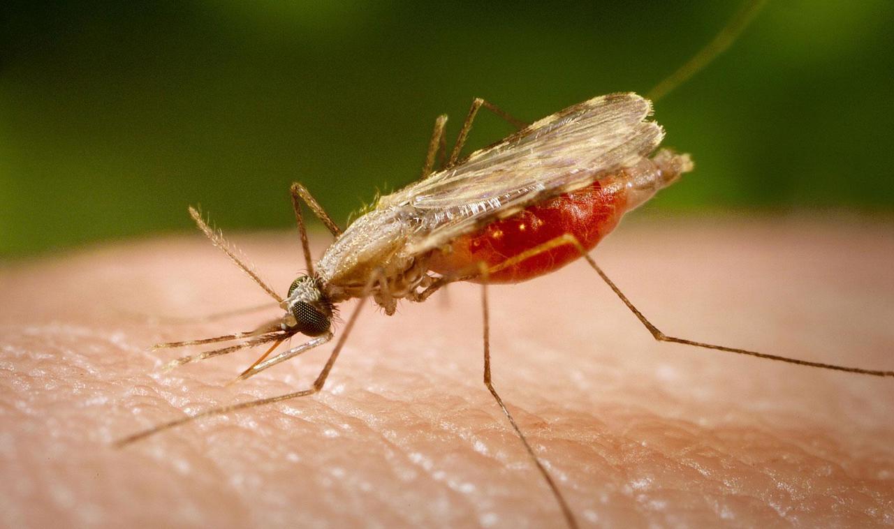 Alarming surge in malaria cases in Ethiopia