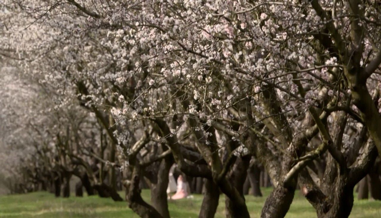 Migdalii au înflorit la Drăgușeni: Priveliștea de poveste atrage numeroși vizitatori