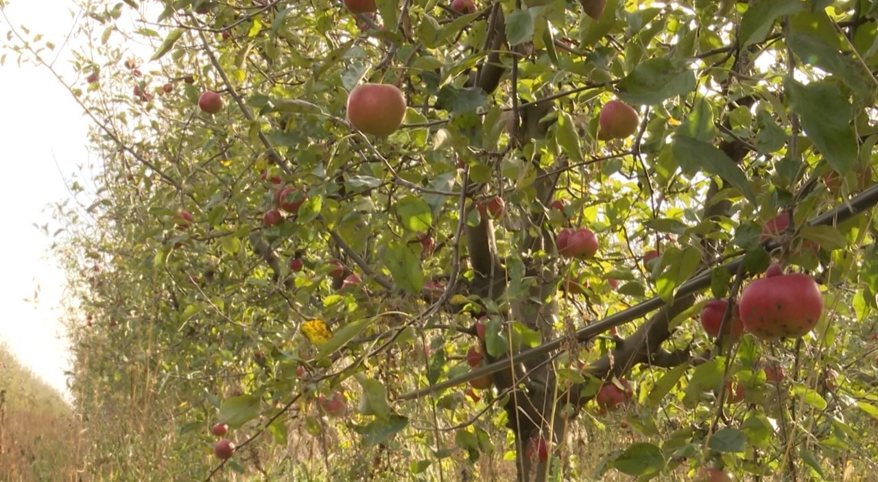 Guvernul sprijină asigurările agricole: 70% din cost, acoperit din fonduri publice
