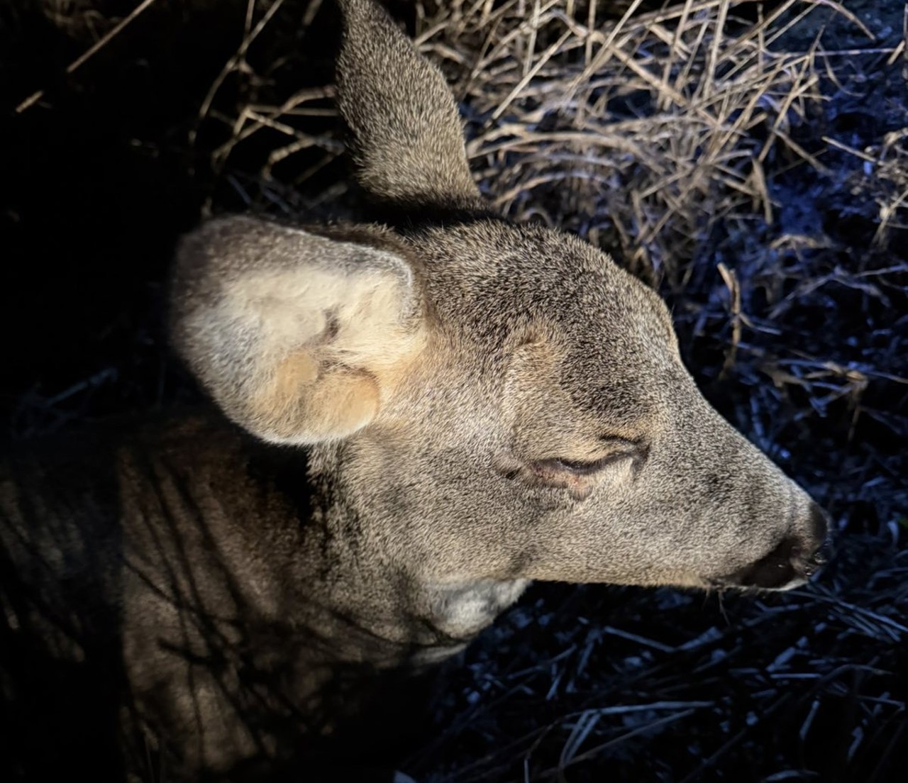 Intervenție nocturnă la Leova: o căprioară rănită în accident, preluată pentru îngrijiri