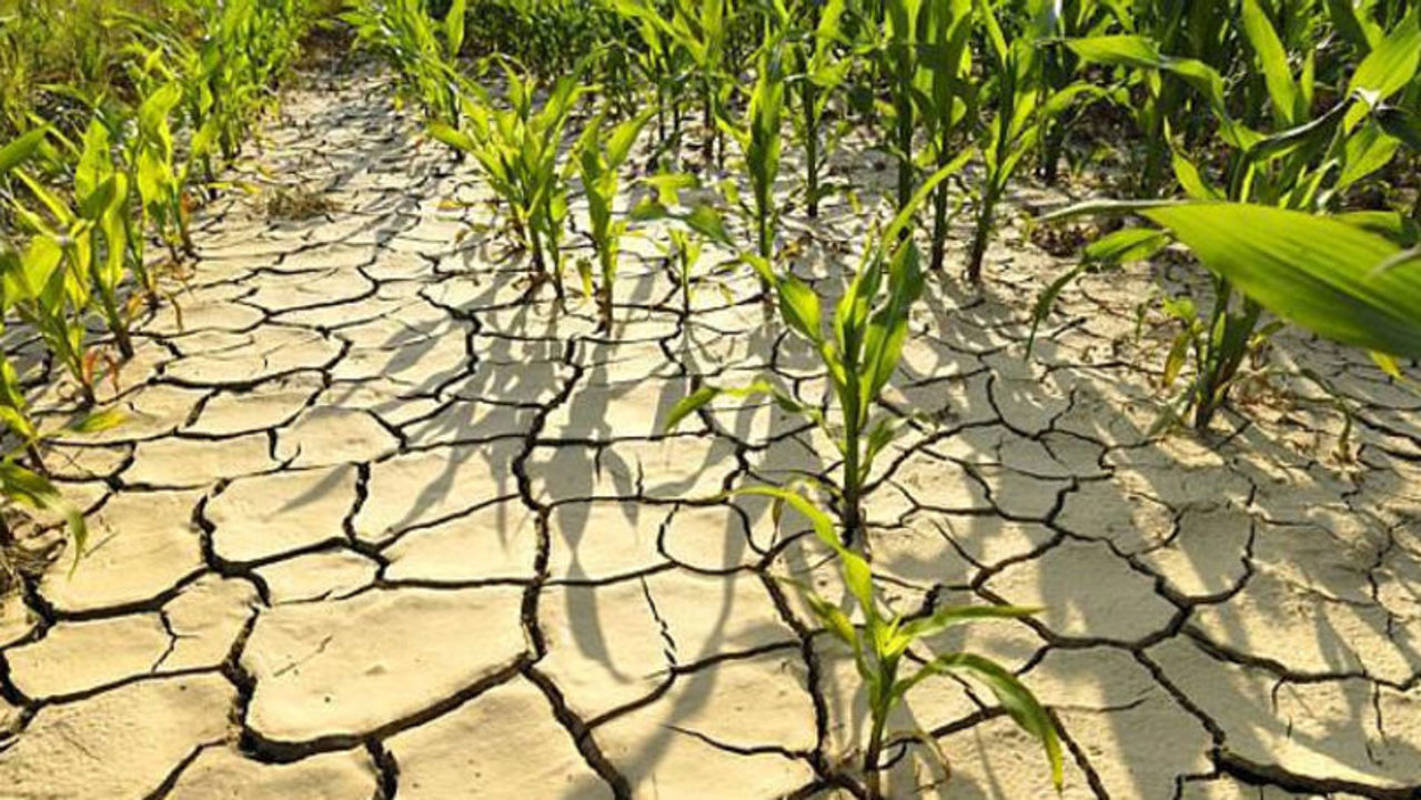 Половина сельскохозяйственных угодий Республики Молдова может пострадать от засухи в ближайшие годы. Рекомендации экспертов