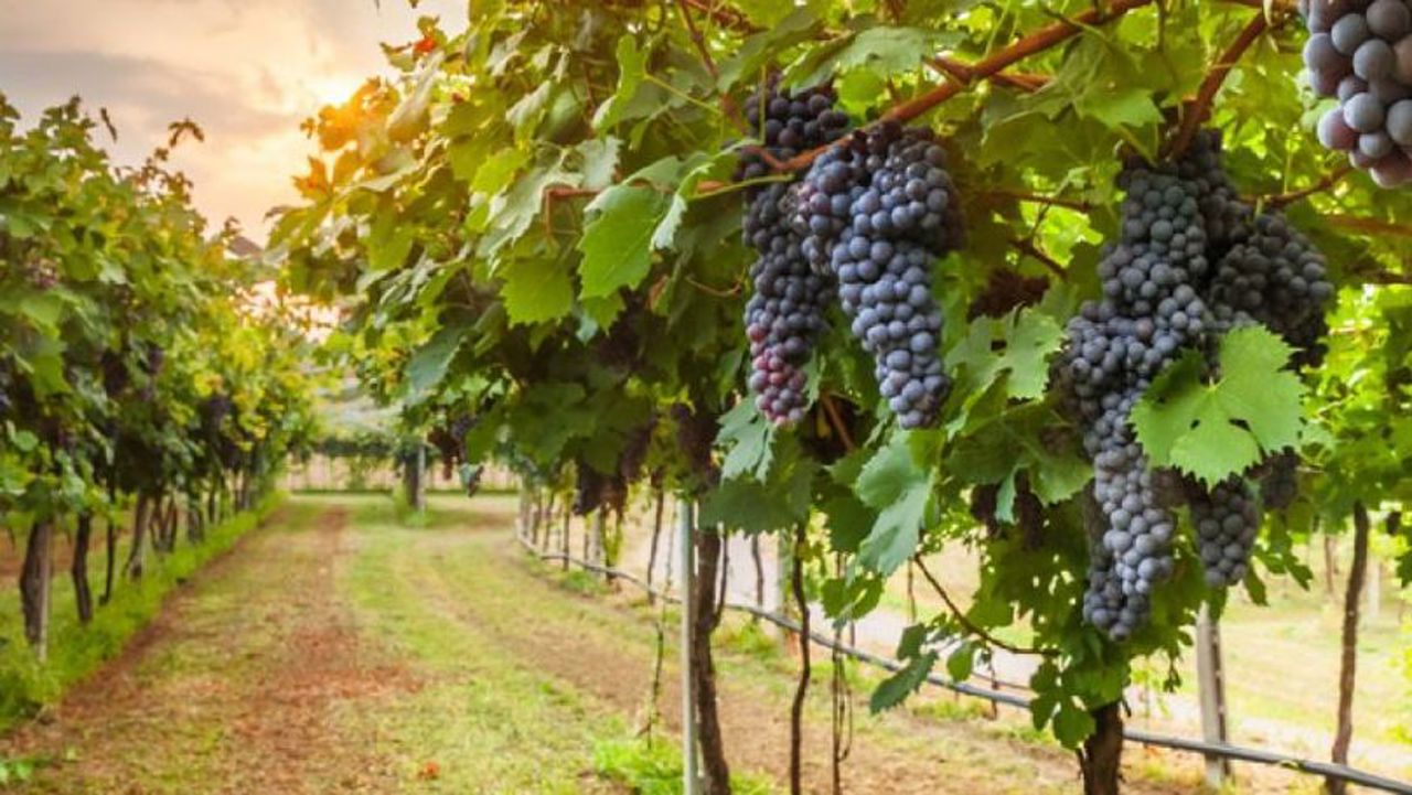 Moldova Vineyards Shrink Despite Support