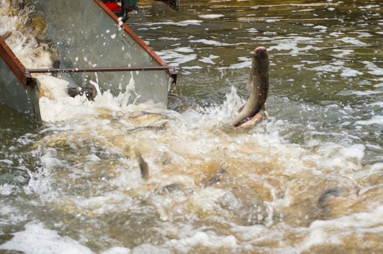„Acțiunea va fi anuală”: Lacul de acumulare Costești-Stânca, populat cu 2.5 tone de pește
