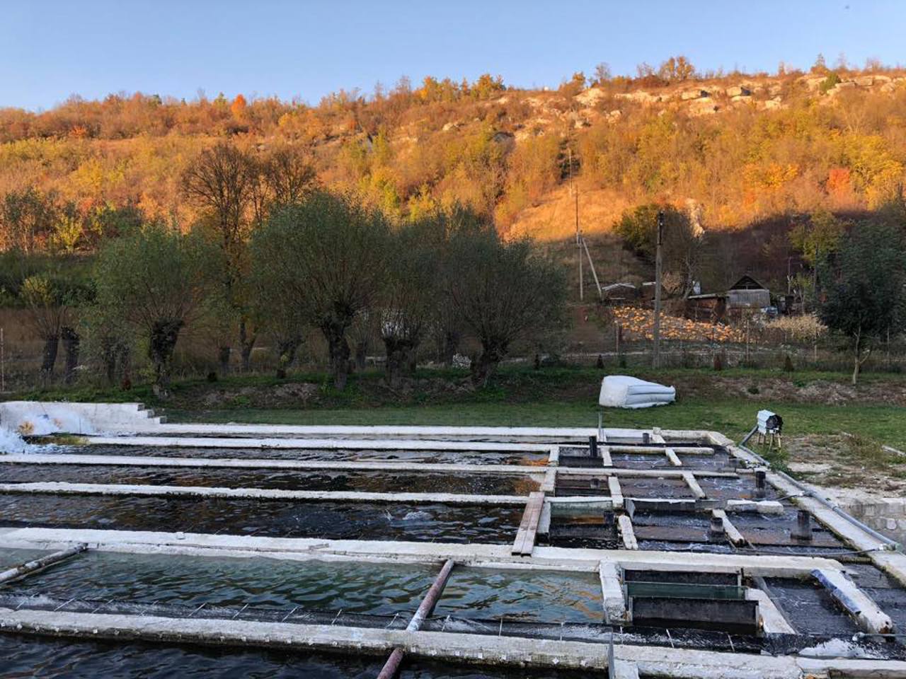 Central Europe drought devastates fish farms as Danube shrinks