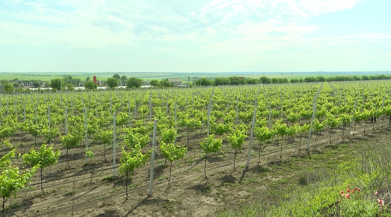 Plantație modernă de viță-de-vie pe 13 hectare, afacerea unui tânăr din Grigorievca, cu sprijin de la stat  