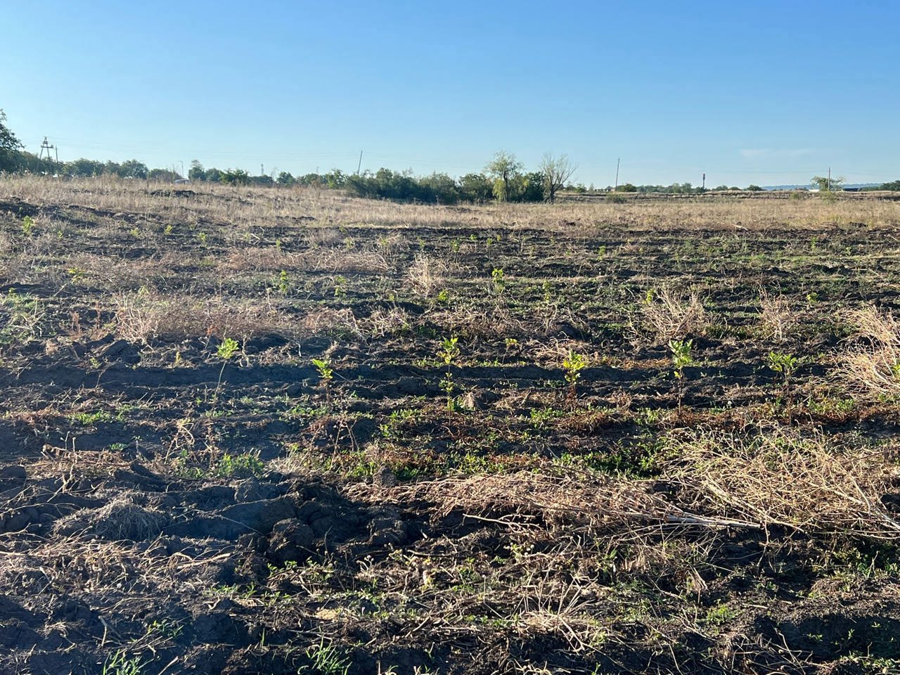 В Малаештах прижились меньше 40% деревьев, высаженных в прошлом году в рамках Национальной программы по облесению