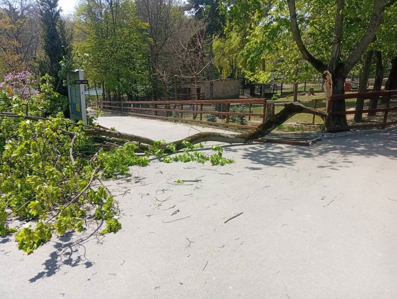 Inspectoratul General al Poliției: Creanga care a rănit copilul de șase ani