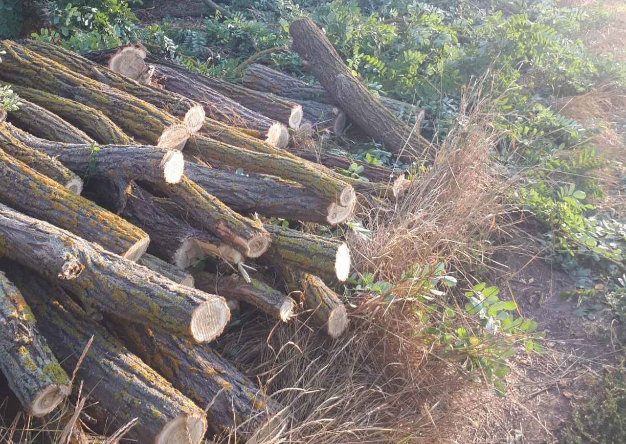 Tăieri ilegale depistate în păduri: amenzi de peste 160 de mii de lei în prima jumătate a lunii septembrie